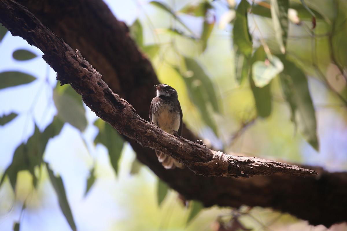 Gray Fantail - ML646573956