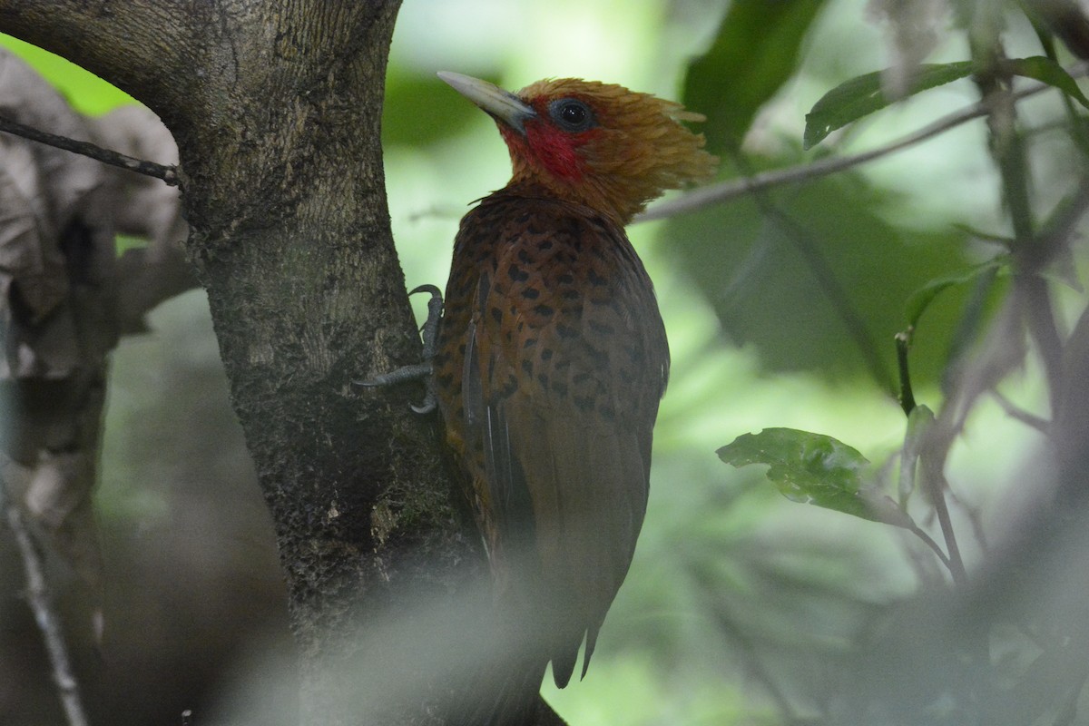 datel kaštanový - ML646573958