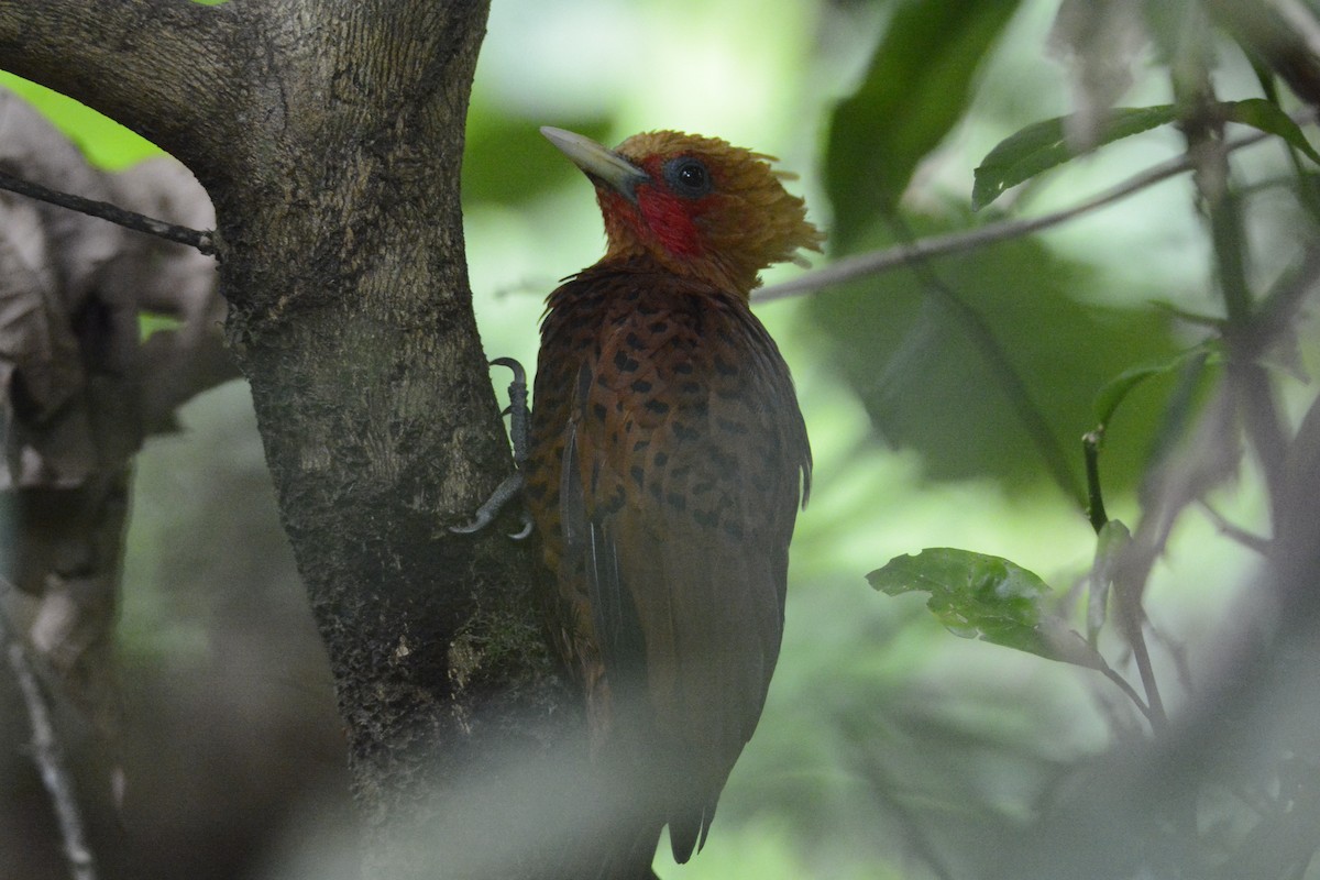 datel kaštanový - ML646573959