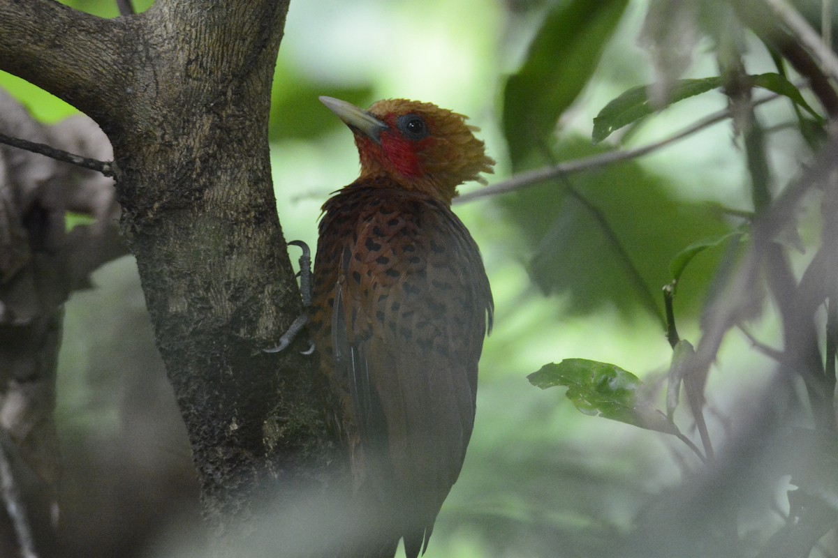 datel kaštanový - ML646573960