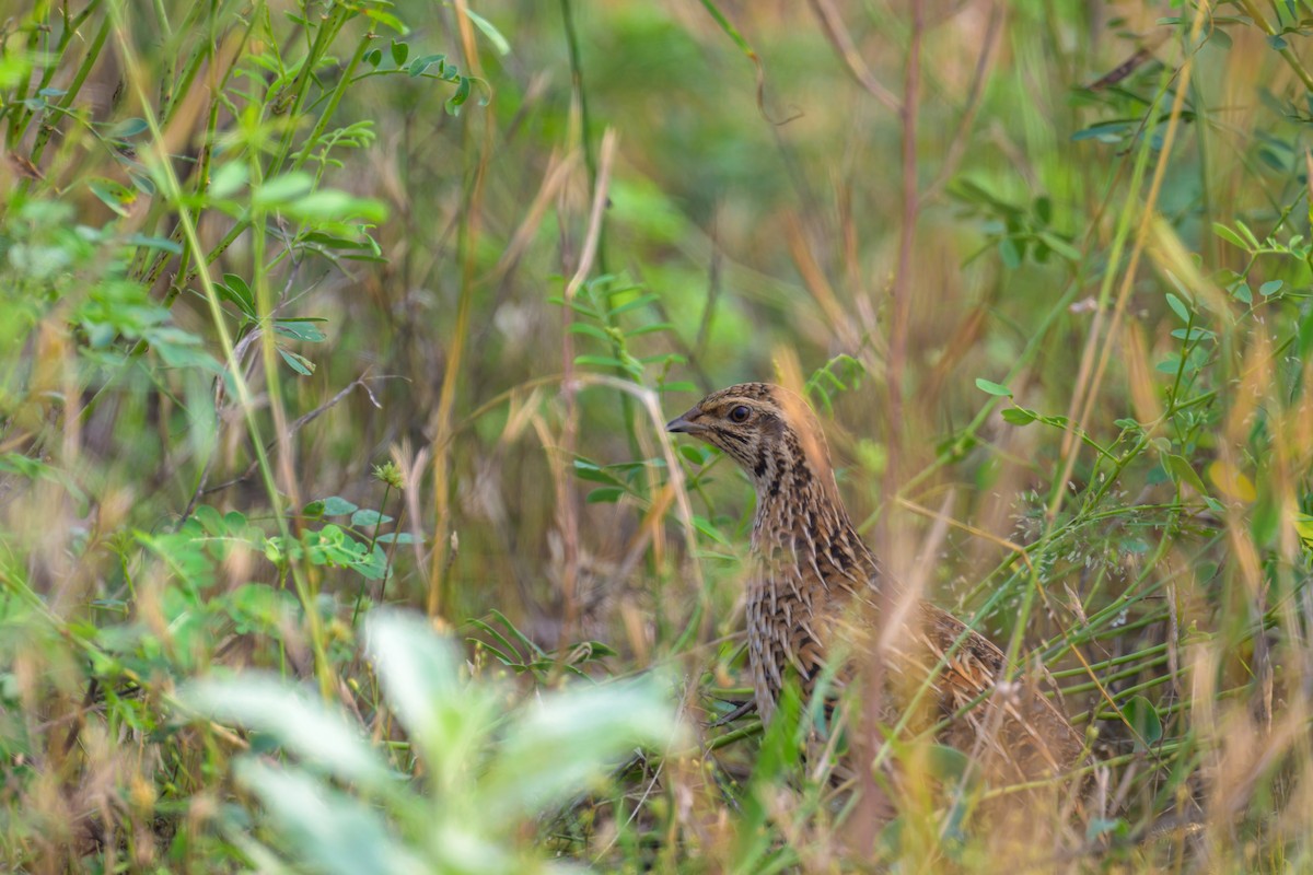 Bıldırcın - ML646573961