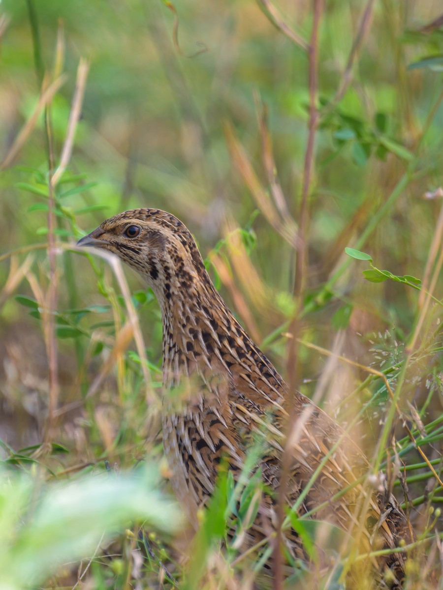 Bıldırcın - ML646573962