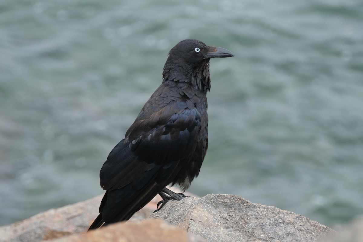 krkavec australský - ML646573963