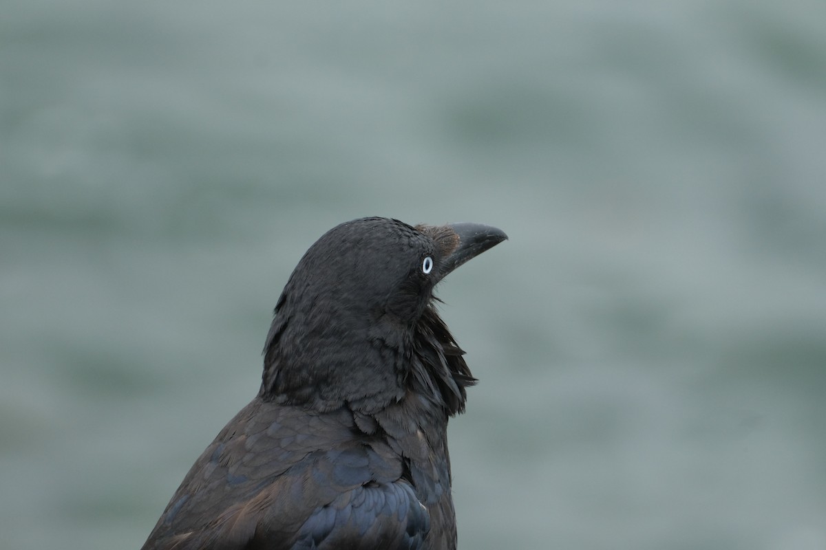 krkavec australský - ML646573964