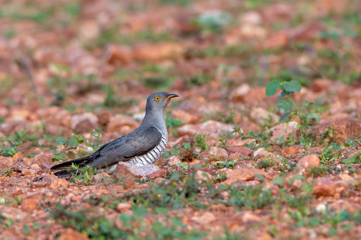kukačka obecná - ML646573965