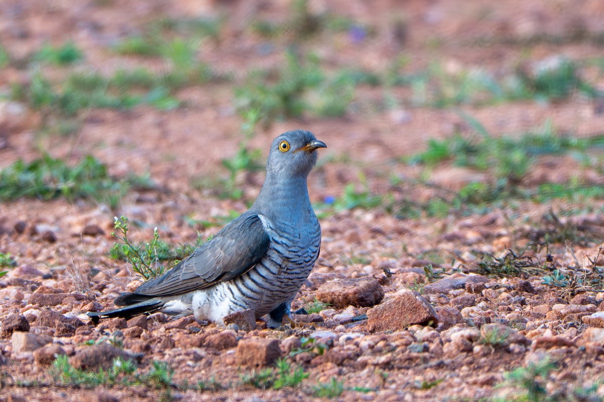 kukačka obecná - ML646573966