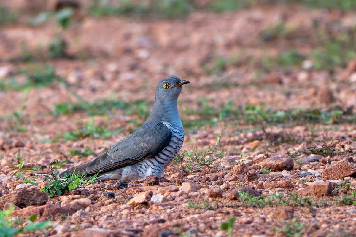 kukačka obecná - ML646573967