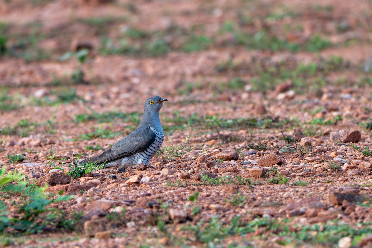 kukačka obecná - ML646573968