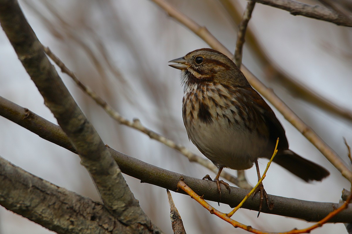 strnadec zpěvný - ML646573969