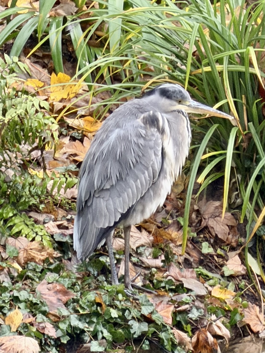 volavka popelavá - ML646573970