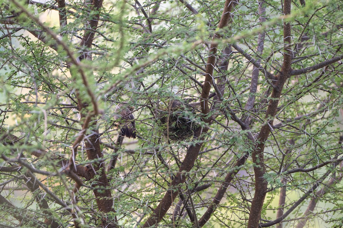 Yellow-billed Babbler - ML646573971