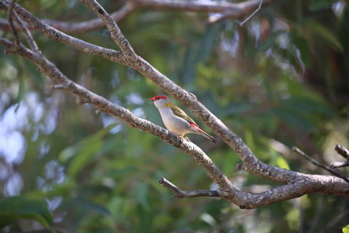 Red-browed Firetail - ML646573973