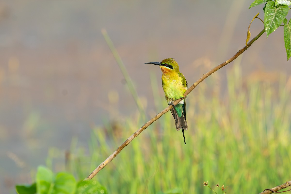 Blue-tailed Bee-eater - ML646573974