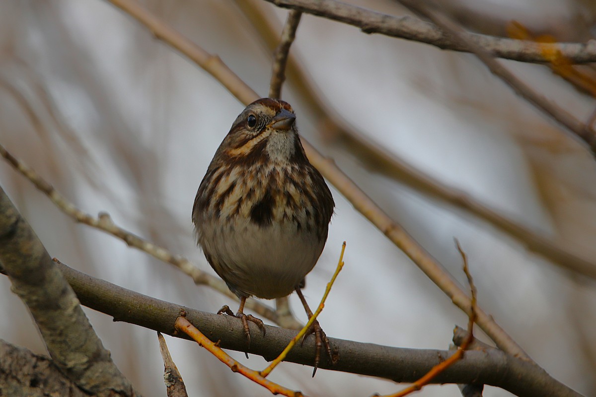 strnadec zpěvný - ML646573975