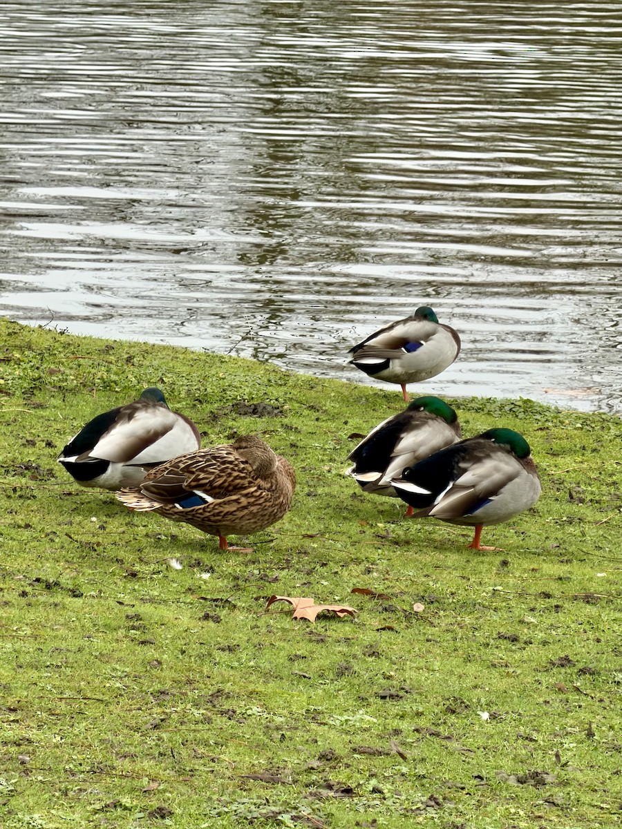 Basahatea - ML646573976