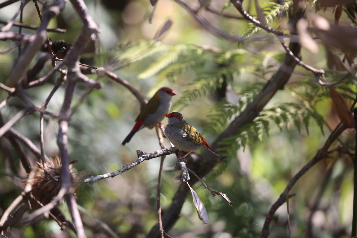 Red-browed Firetail - ML646573978