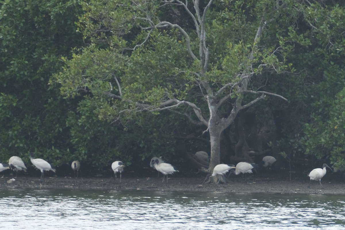 ibis australský - ML646573979