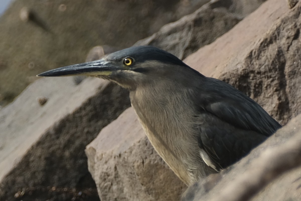 volavka malá - ML646573982