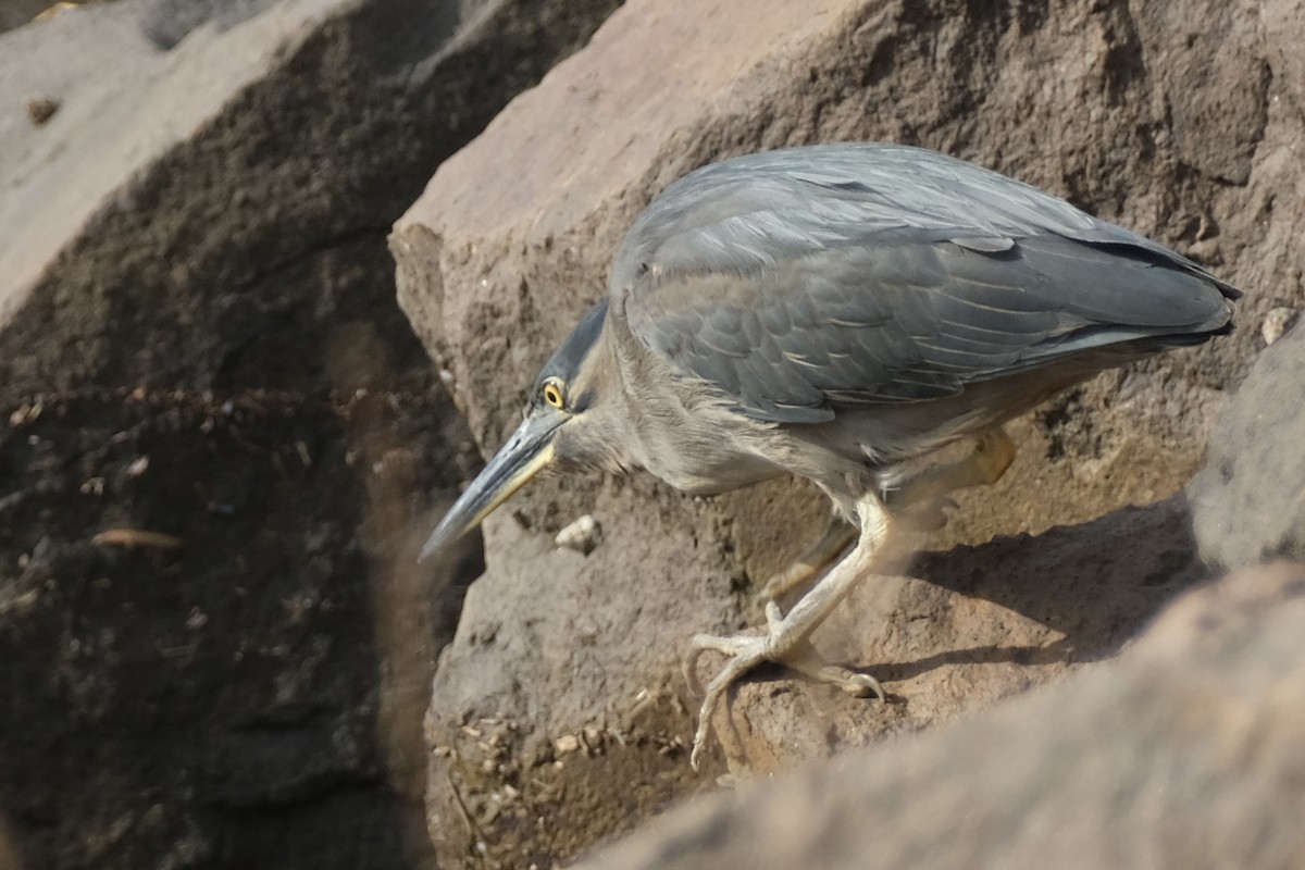 volavka malá - ML646573983