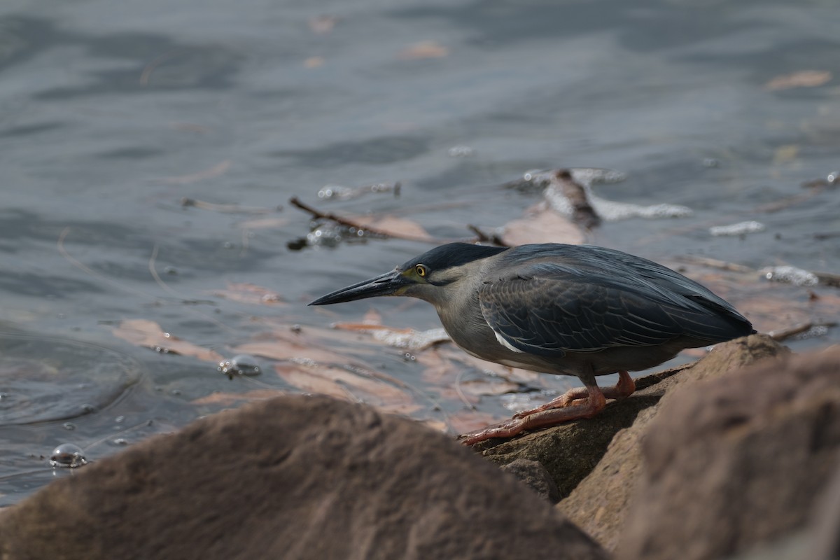 volavka malá - ML646573984