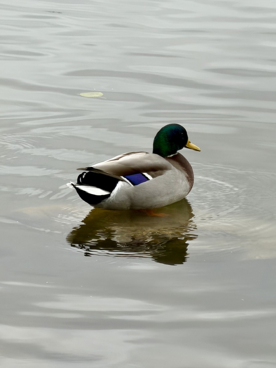 Basahatea - ML646573985