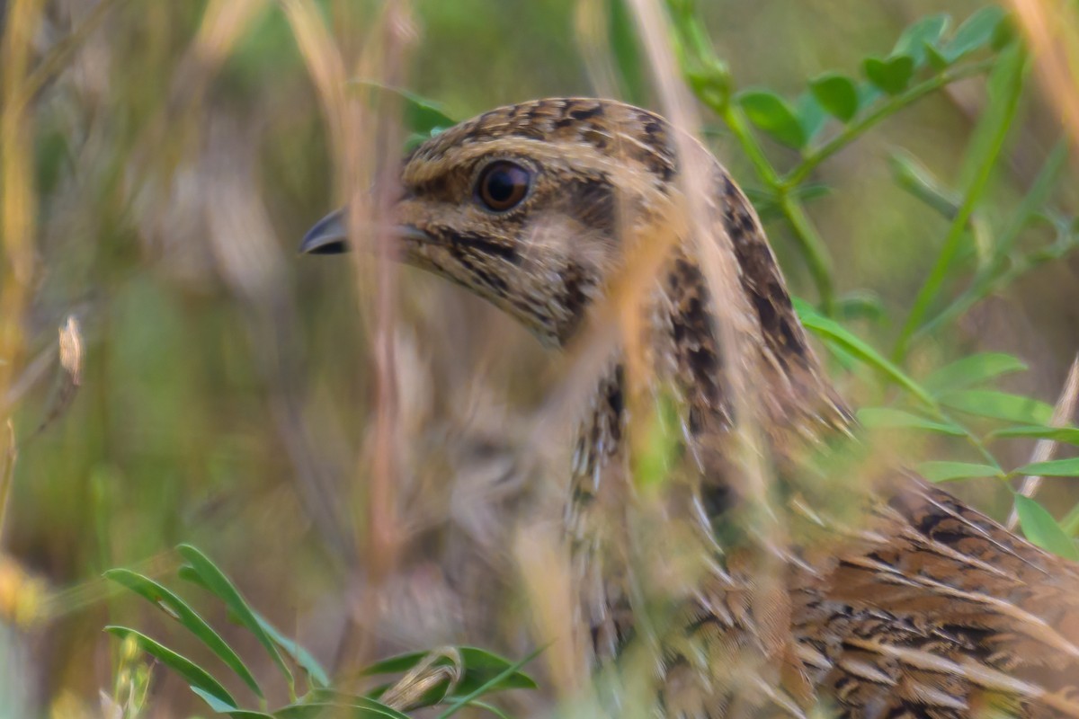 Bıldırcın - ML646573989