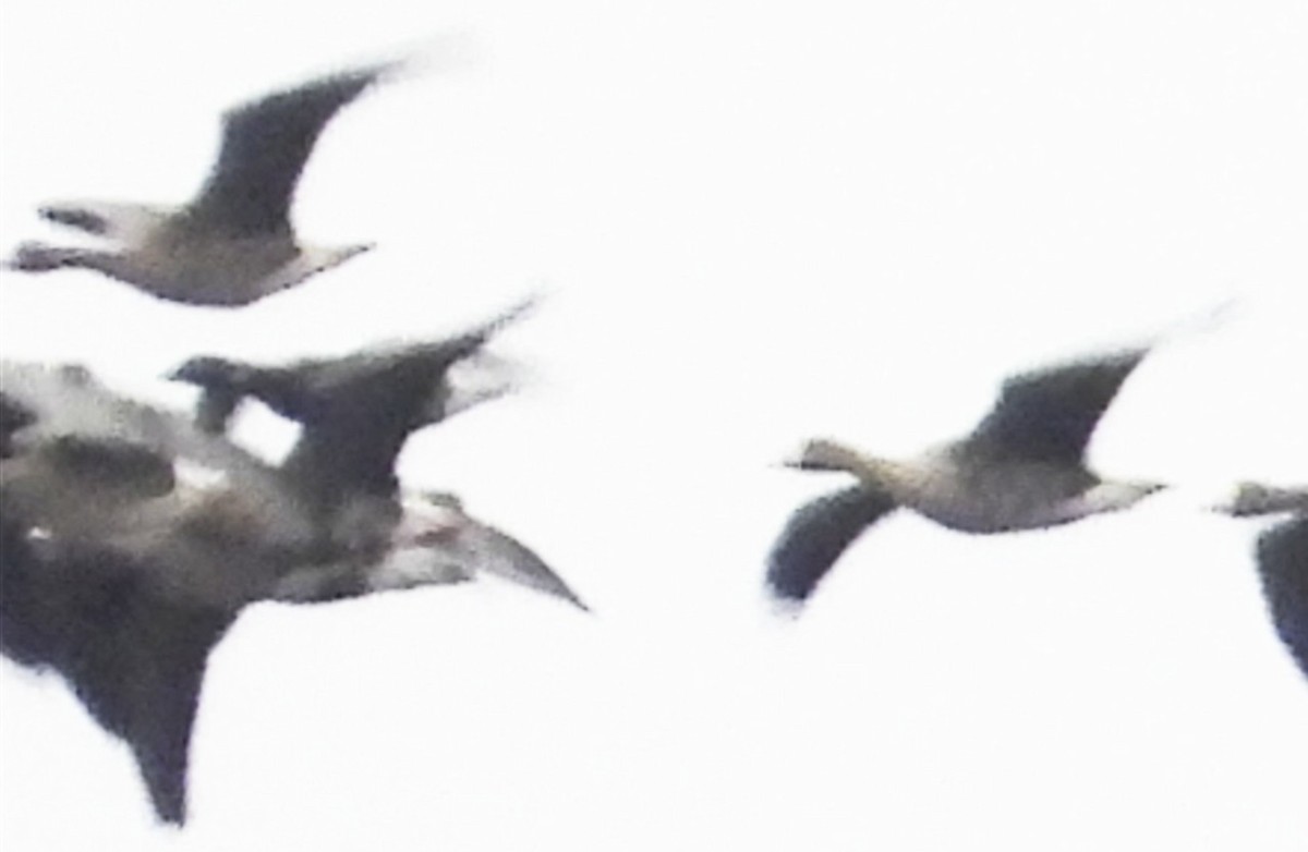 コクガン - ML646573995