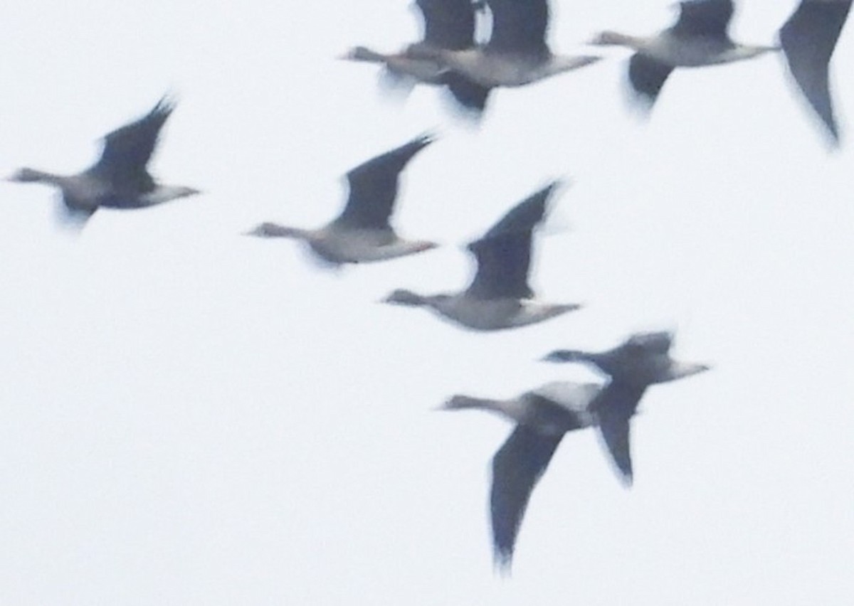 コクガン - ML646573996