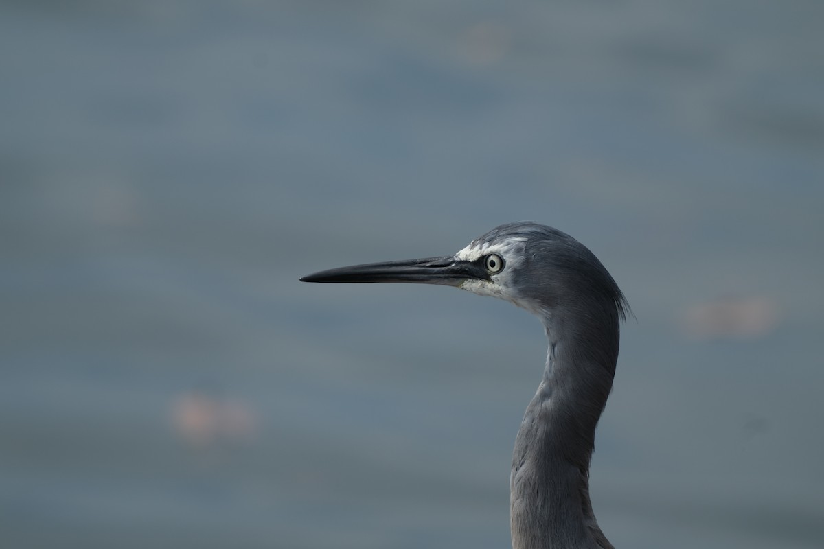 volavka bělolící - ML646573997