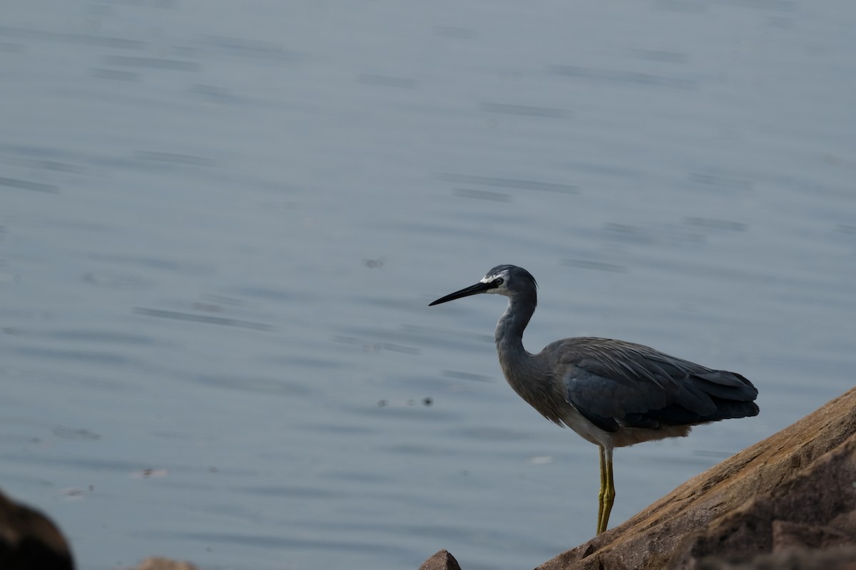 volavka bělolící - ML646573998