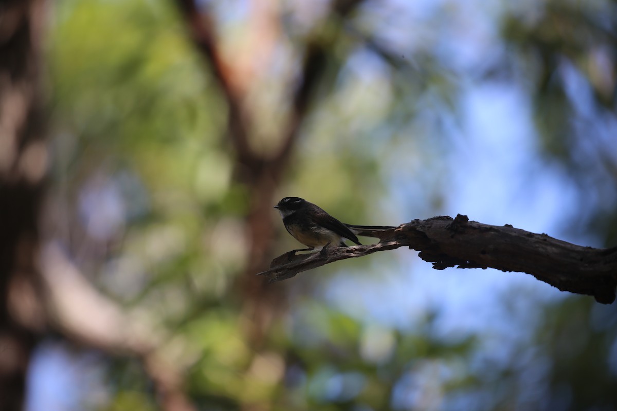 Gray Fantail - ML646573999