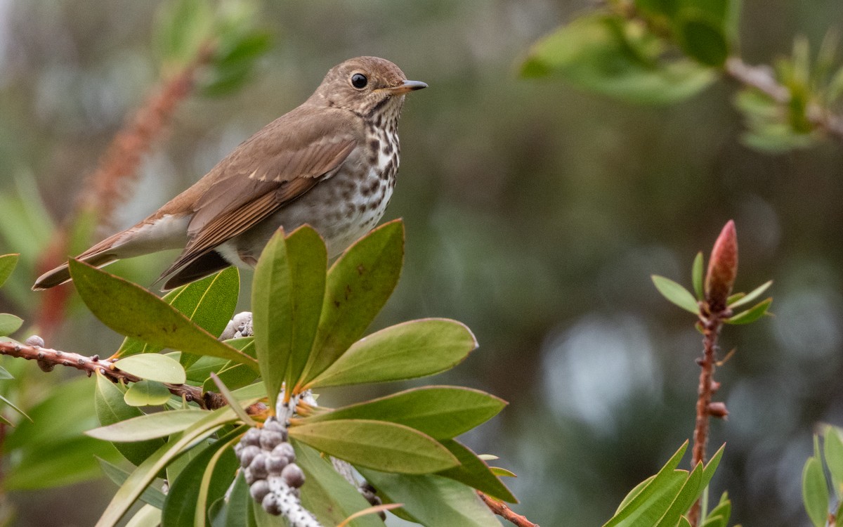 Дрізд-короткодзьоб плямистоволий - ML646574000