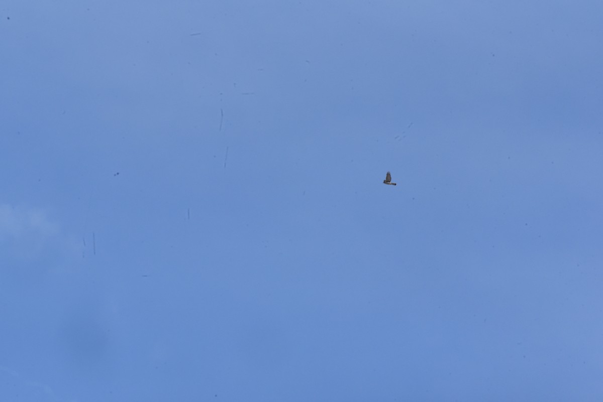 Сапсан - ML646574001