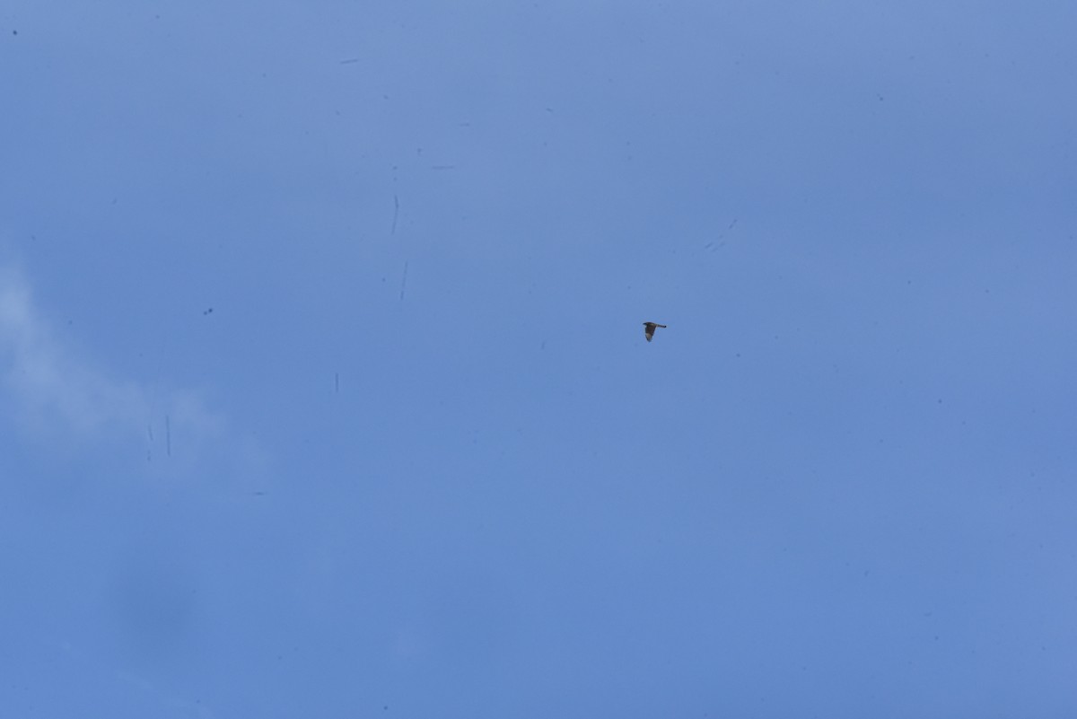 Сапсан - ML646574002