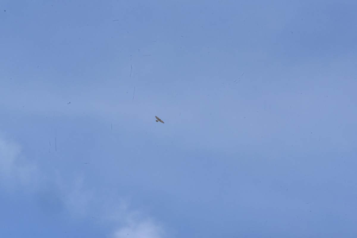 Сапсан - ML646574003