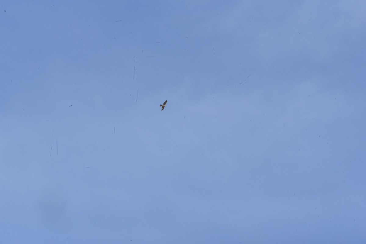 オオタカ - ML646574004