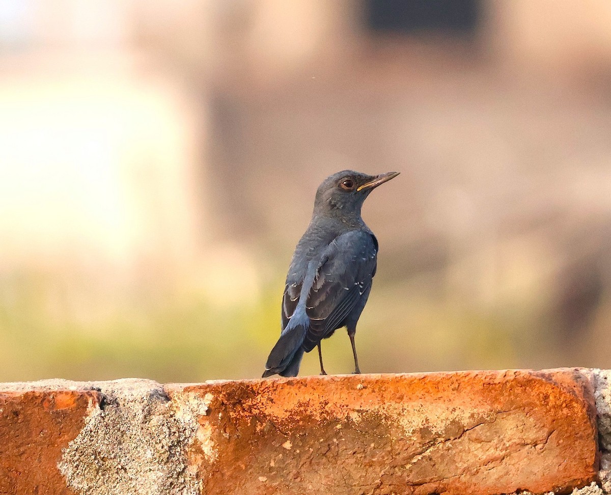 Blue Rock-Thrush - ML646574005