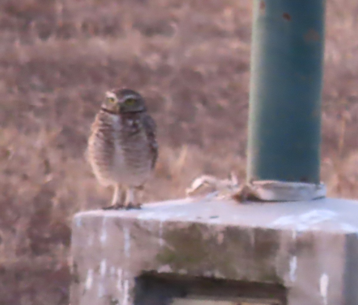 Kaninchenkauz - ML646574008