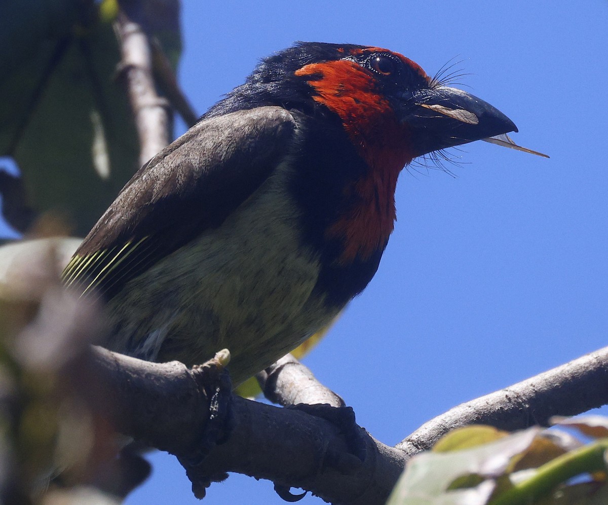 Black-collared Barbet - ML646574014