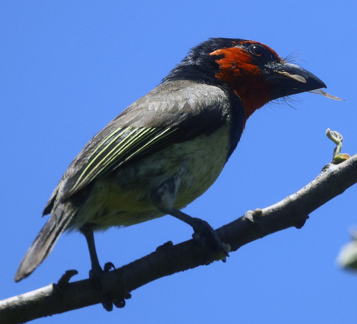 Black-collared Barbet - ML646574015