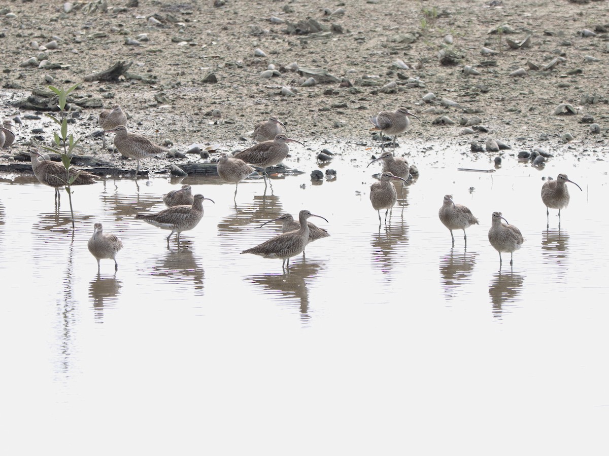 Eurasian Whimbrel - ML646574019