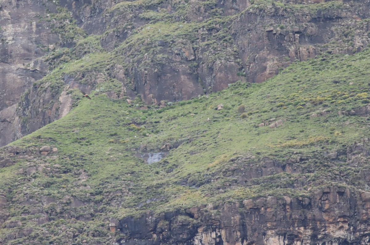 orlosup bradatý - ML646574020