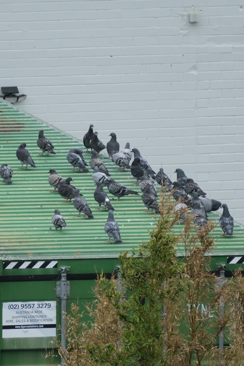 holub skalní (domácí) - ML646574021