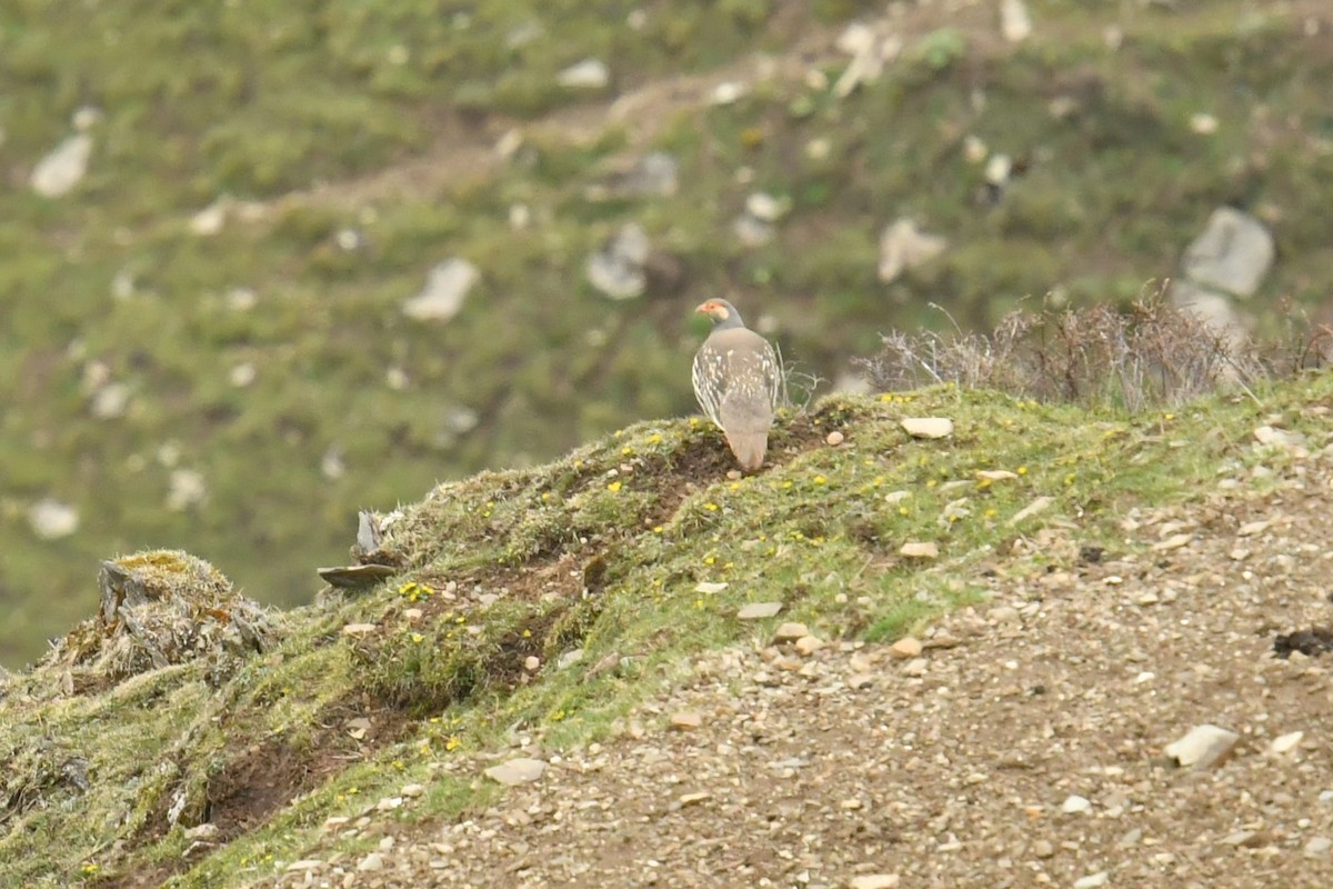 Tibetan Snowcock - ML646574028