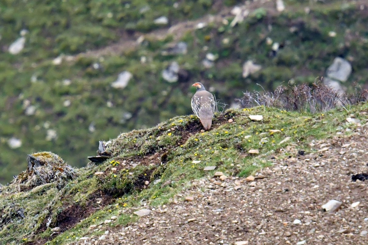 Tibetan Snowcock - ML646574029