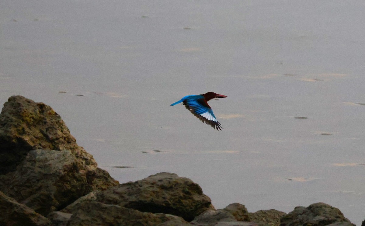 White-throated Kingfisher - ML646574030