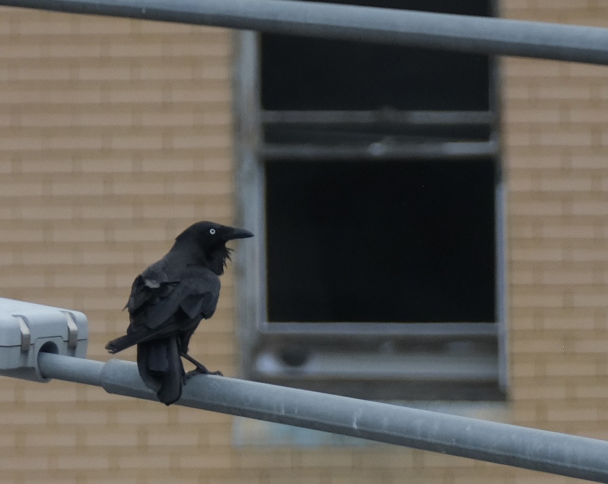 krkavec australský - ML646574031