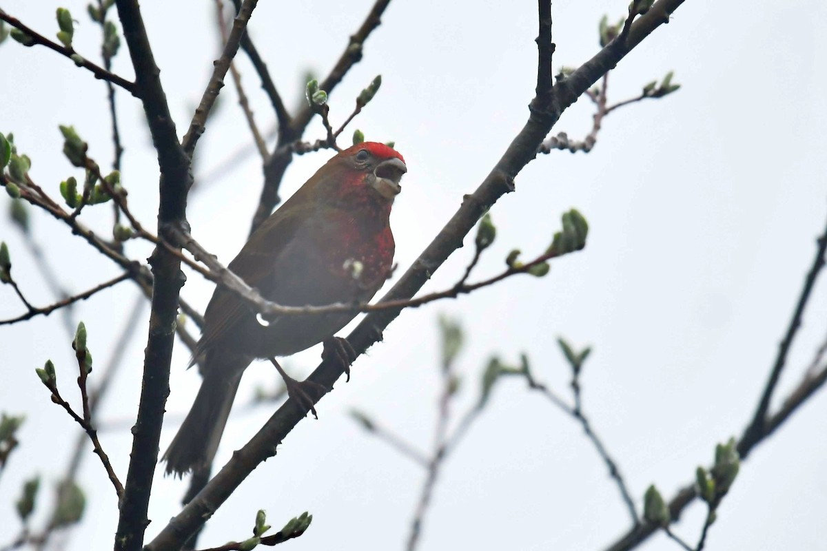 Camachuelo Cejirrojo - ML646574032