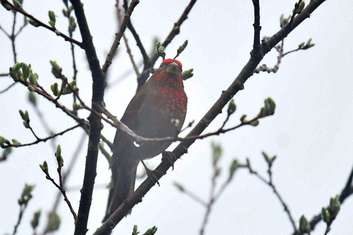Camachuelo Cejirrojo - ML646574033