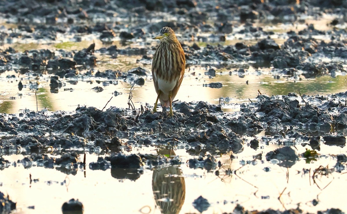 Индийская прудовая цапля - ML646574035